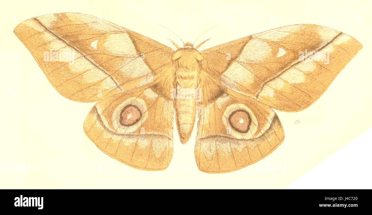 La Nudaurelia alopia è una specie di falena descritta da Westwood nel 1849. Appartiene alla famiglia Saturniidae, notevole per i suoi distintivi motivi alari e l'aspetto. Foto Stock