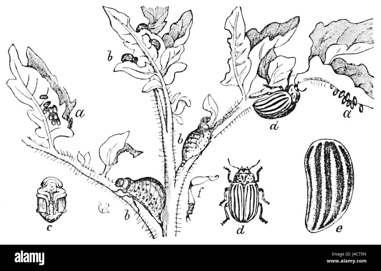 Lo scarabeo di patate del Colorado è un organismo nocivo agricolo noto per la sua distruzione delle colture di patate. È diventata una minaccia significativa per l'agricoltura grazie alla sua capacità di riprodursi rapidamente e diffondersi tra i campi. Foto Stock
