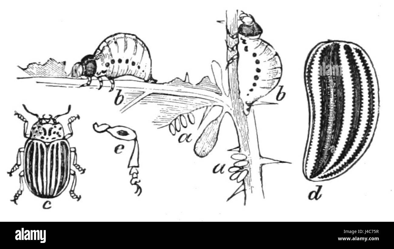Questa illustrazione tratta dal "Popular Science Monthly" (volume 7, D727) raffigura lo scarabeo di patate del Colorado, spesso considerato un parassita a causa del suo impatto distruttivo sulle colture, in particolare le patate. L'immagine evidenzia il caratteristico aspetto a strisce dello scarabeo e il suo ruolo nell'agricoltura. Foto Stock