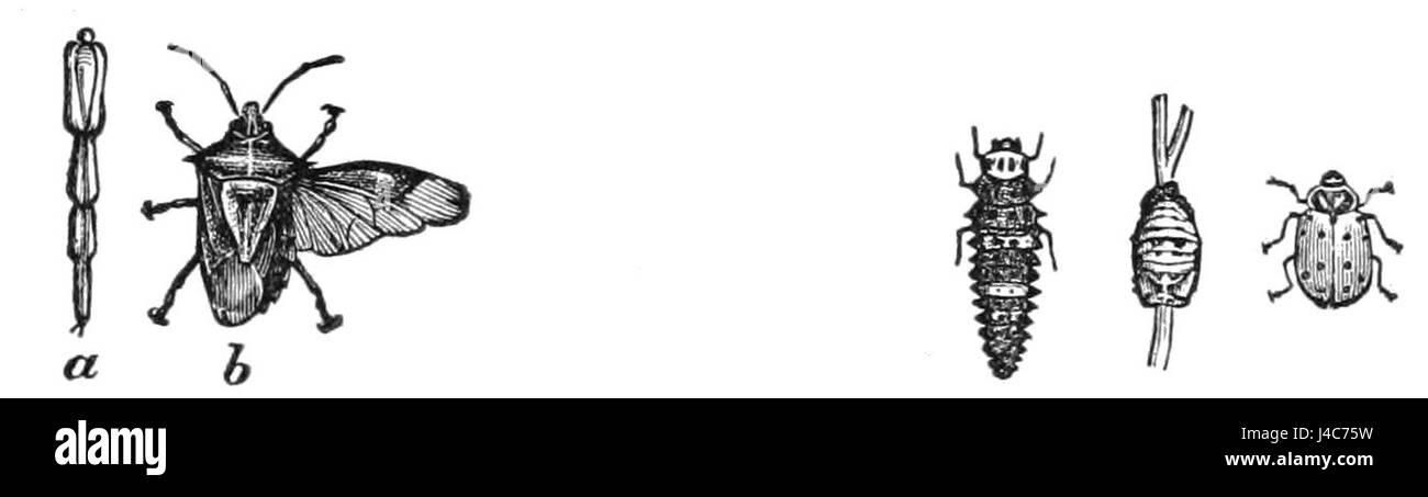 Questa immagine del PSM V07 D728 raffigura un cimice soldato e un uccello signora, due specie distinte di insetti. Gli insetti soldato sono noti per il loro comportamento protettivo, mentre gli uccelli da donna, noti anche come ladybugs, sono insetti benefici spesso usati nel controllo dei parassiti. L'immagine fornisce informazioni sui diversi ruoli che questi insetti svolgono negli ecosistemi, in particolare nel controllo delle popolazioni di parassiti. Foto Stock
