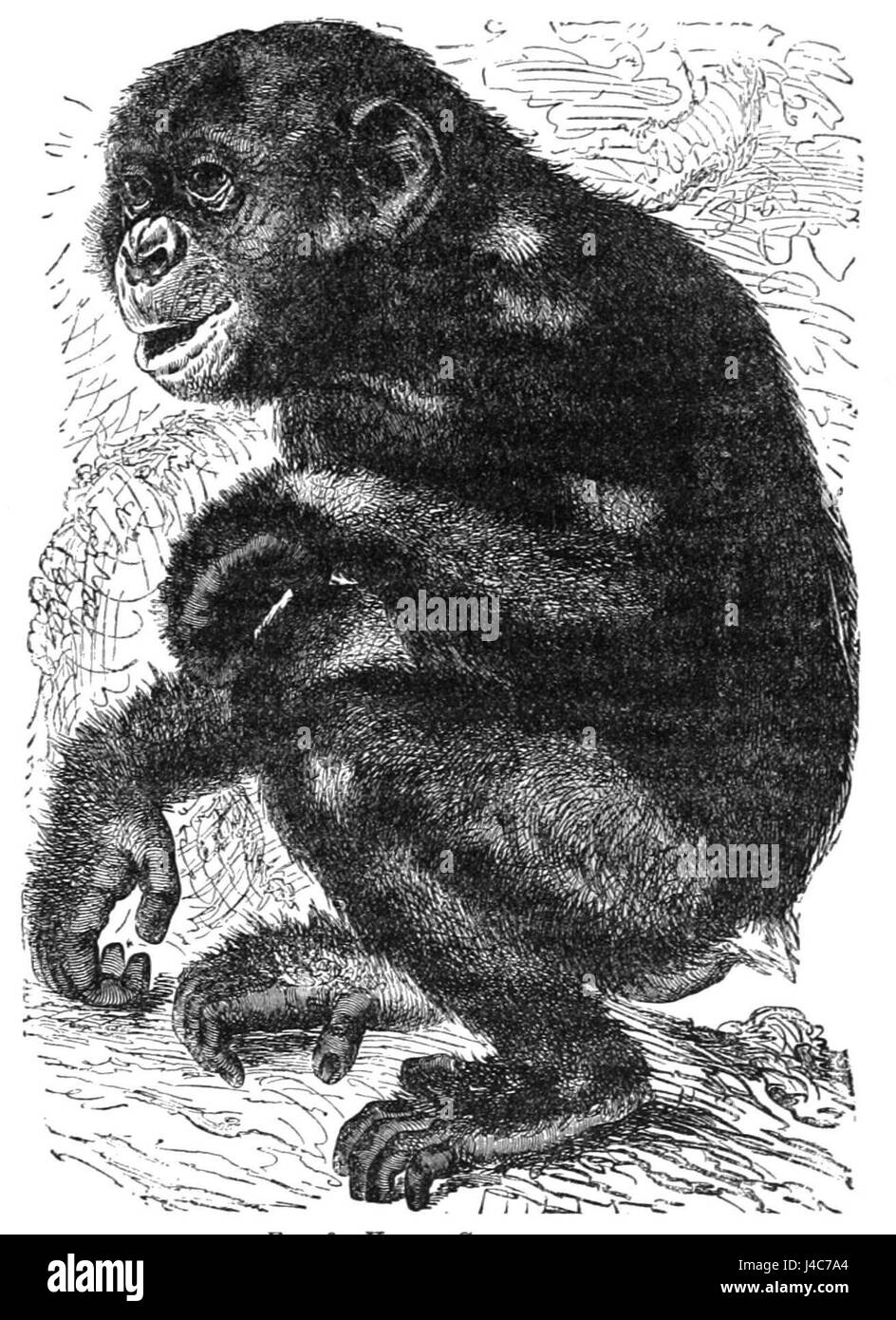 Questa immagine del PSM V28 D769 raffigura un giovane scimpanzé, che mostra le prime fasi dello sviluppo della specie e il loro comportamento naturale in natura. Foto Stock