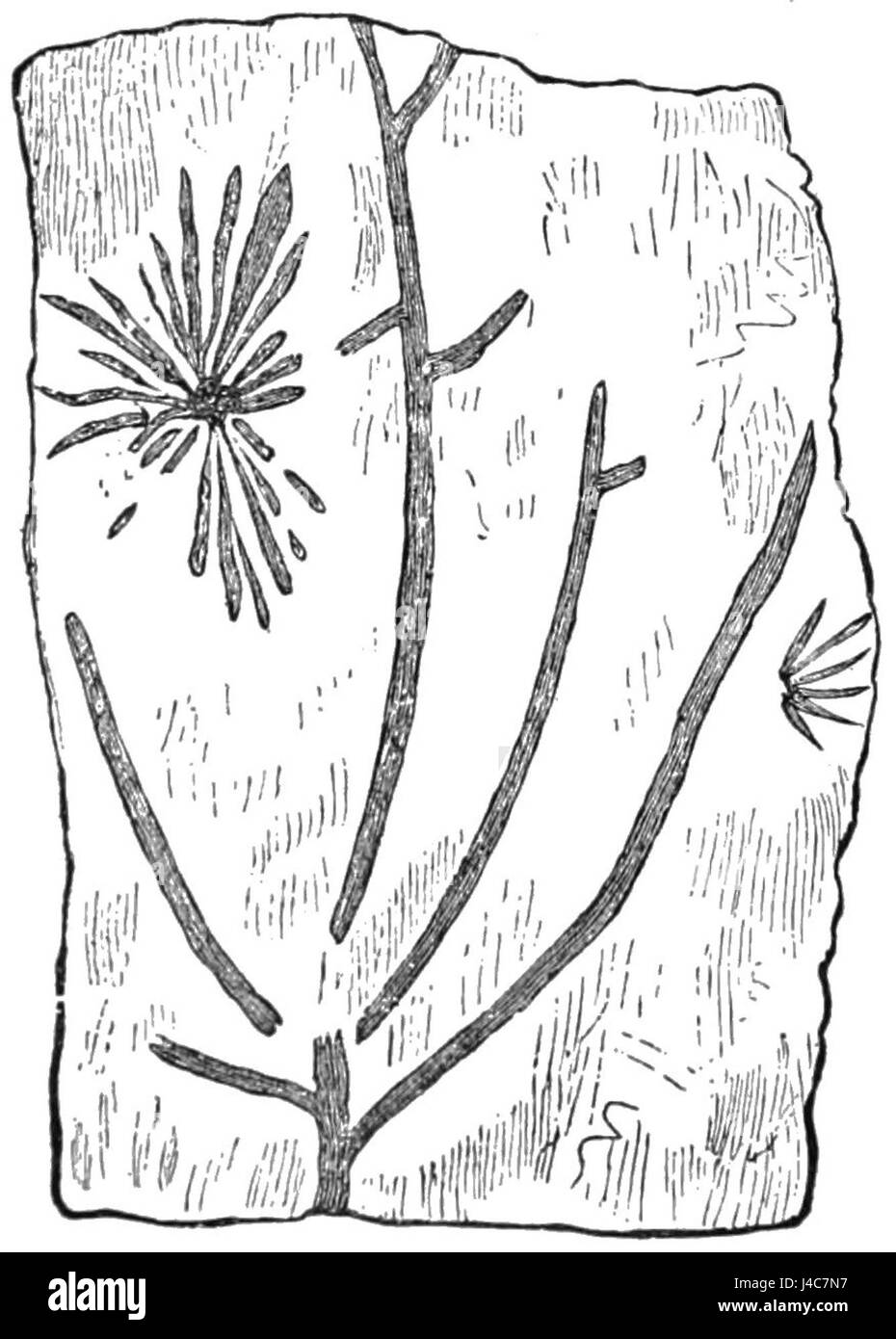 L'esemplare citato in PSM V32 D808 è identificato come un probabile rizocarpo di *Protannularia harknessii*, una specie del periodo Ordoviciano. I Rhizocarps sono piante che vissero durante questa prima era geologica, fornendo importanti informazioni sull'evoluzione della vita vegetale. Foto Stock