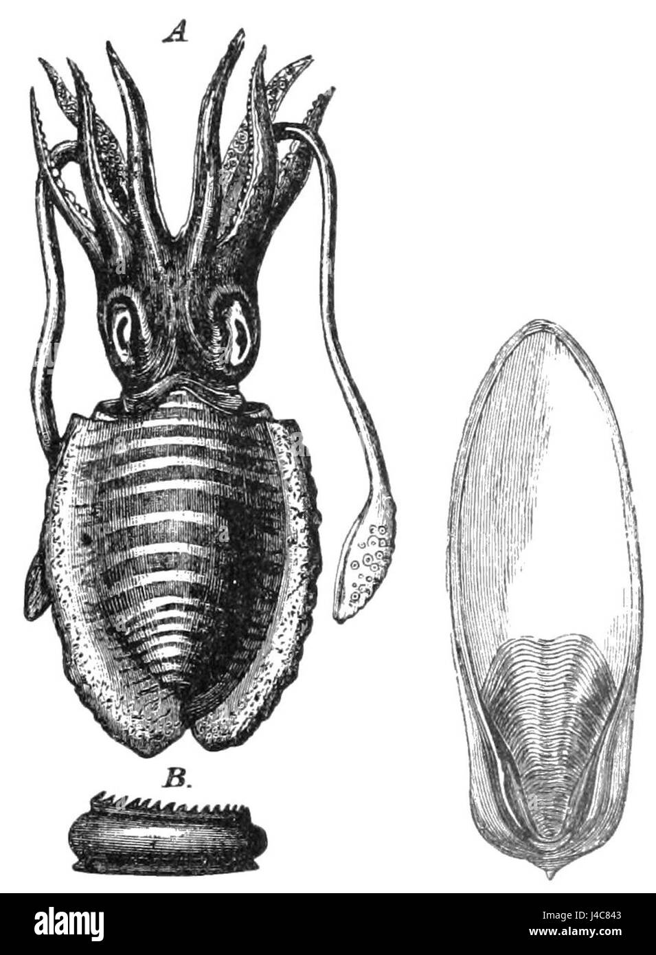 PSM V35 D673 Seppie Sepia officinalis Foto Stock