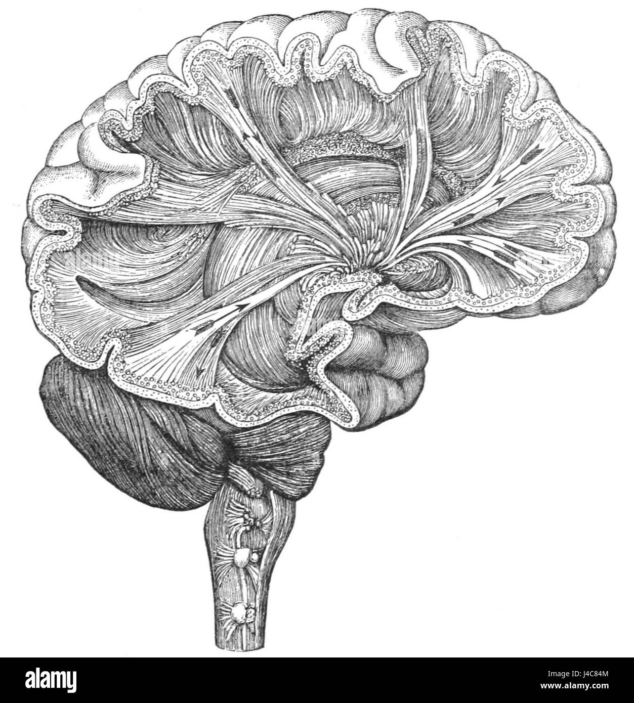 PSM V35 D761 direzione di alcune delle fibre del cervello Foto Stock