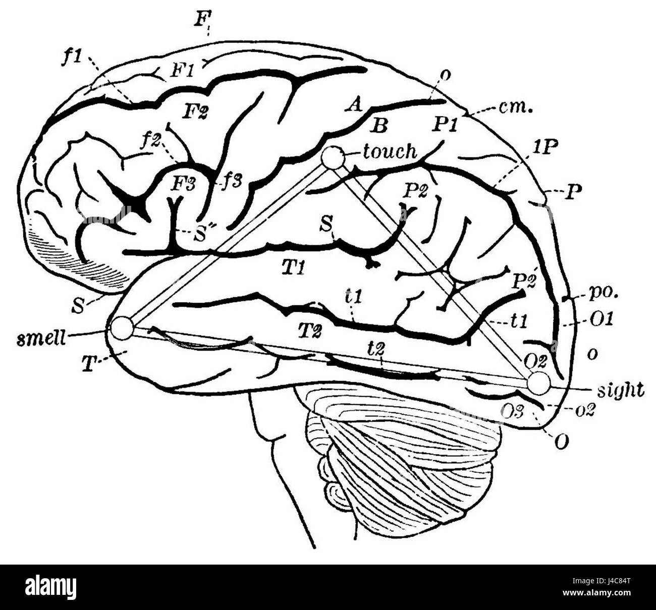 PSM V35 D766 si riferisce probabilmente a uno studio scientifico o psicologico specifico sull'immagine e sulla memoria mentale, in particolare coinvolgendo il concetto di "rosa". Foto Stock