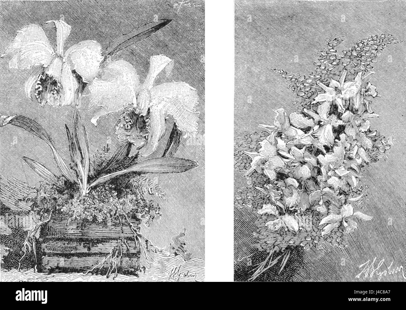 Questa immagine del PSM V36 D376 illustra la crescita di orchidee al chiuso e una disposizione del bouquet, mostrando tecniche di orticoltura al chiuso e di composizione dei fiori. Foto Stock