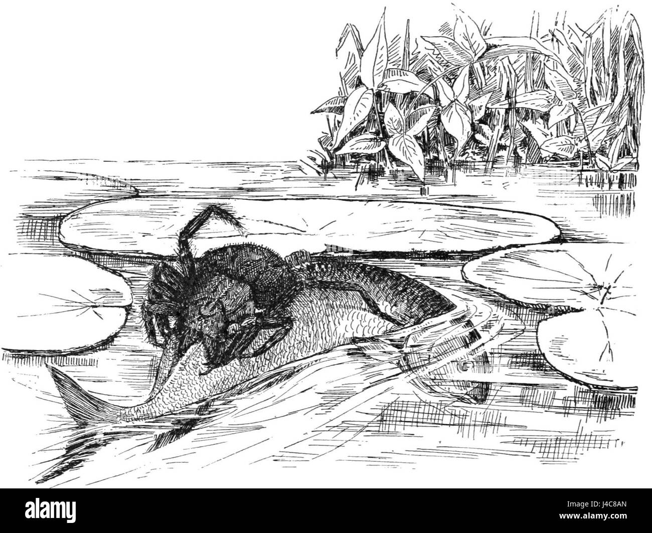 PSM V37 D054 un pesce catturato da un ragno dolomede Foto Stock