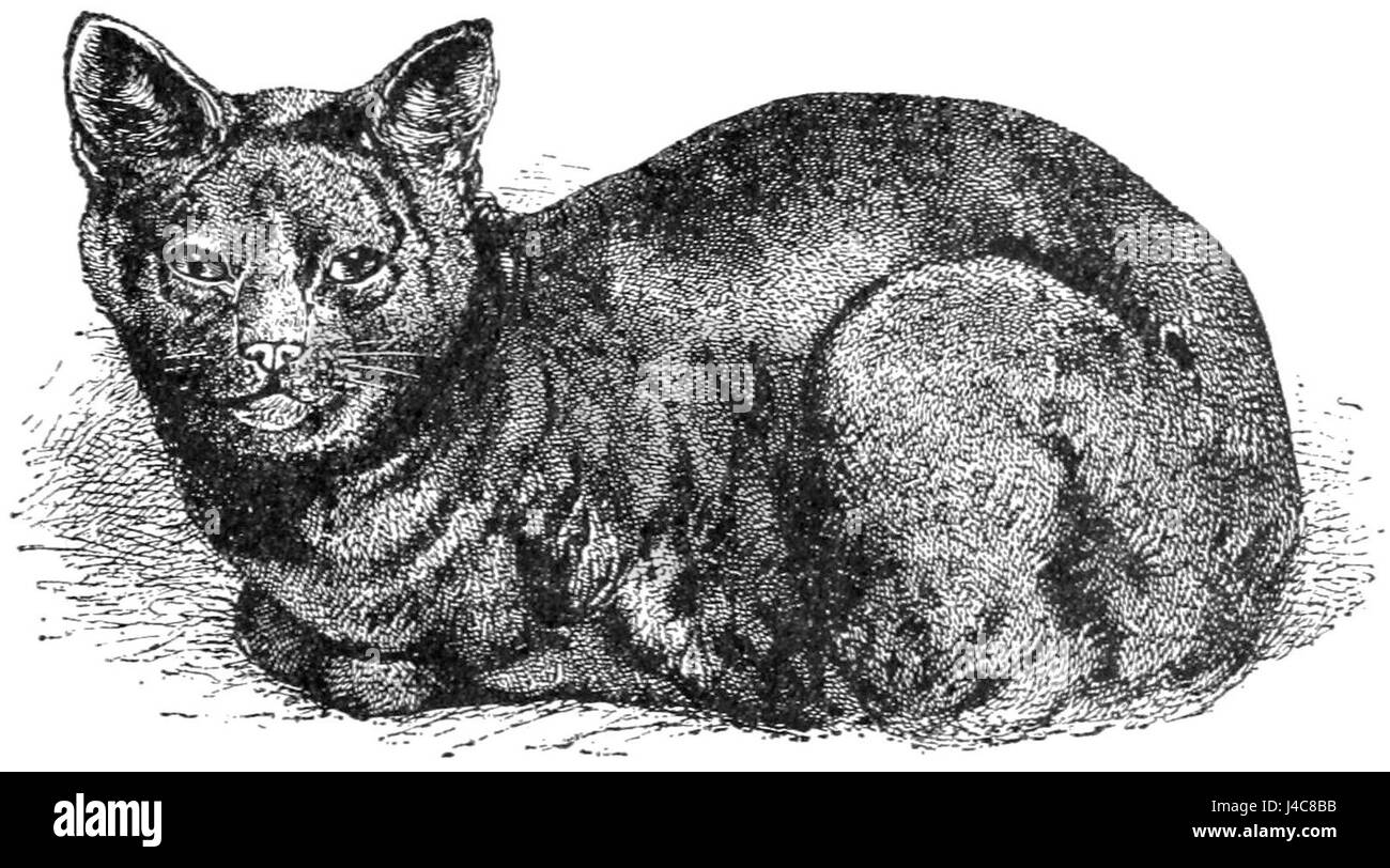 PSM V37 D109 Arcangelo gatto blu Foto Stock