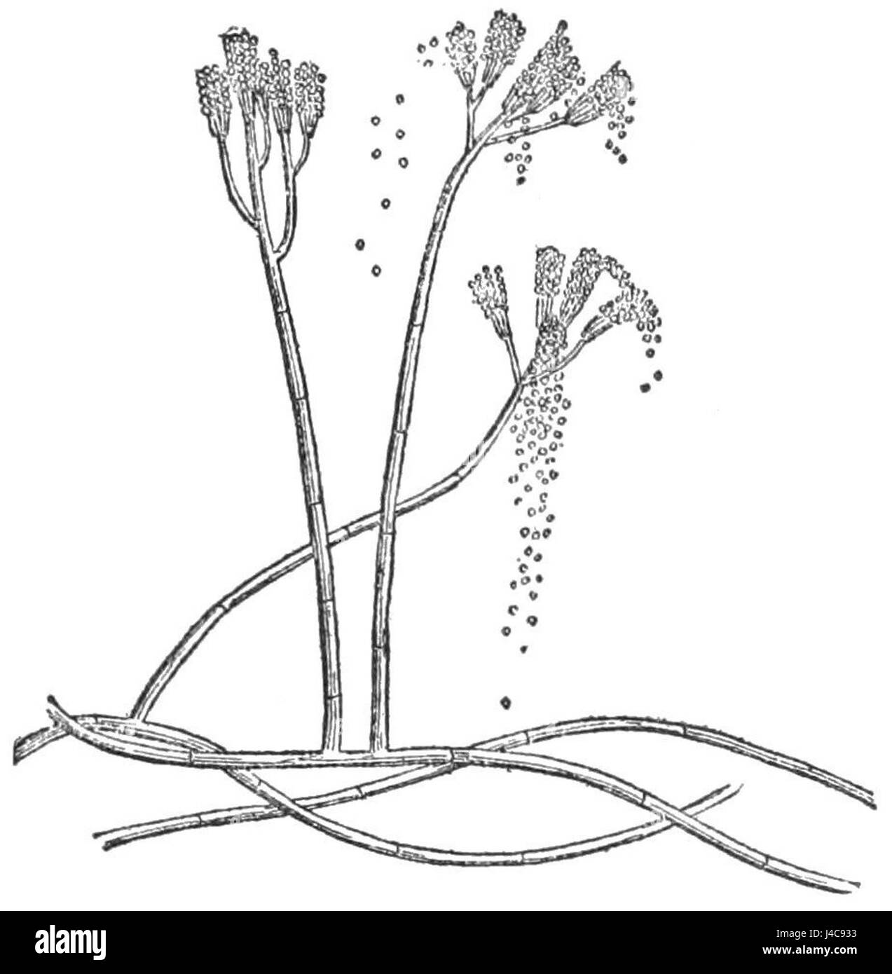 PSM V39 D083 Penicillium glaucum Foto Stock