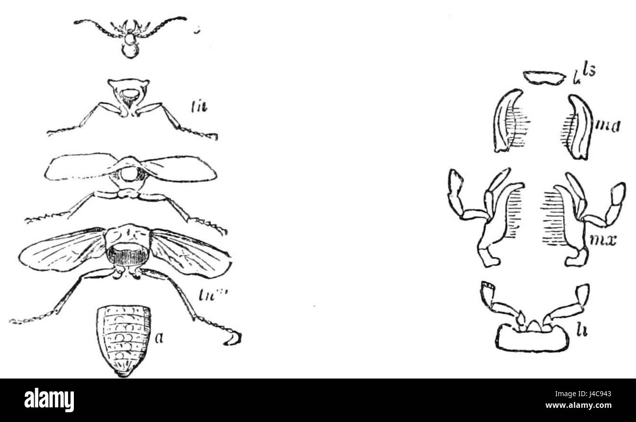 Questa illustrazione del PSM V39 D240 fornisce una descrizione dettagliata delle parti del corpo degli insetti, evidenziandone la struttura e la funzione nello studio dell'entomologia. Foto Stock