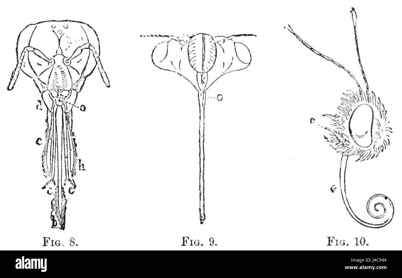 Questo titolo si riferisce ad uno studio dettagliato o ad un'illustrazione di parti del corpo degli insetti, possibilmente dalla pubblicazione *Popular Science Monthly*. L'attenzione è rivolta all'anatomia e alla struttura degli insetti. Foto Stock