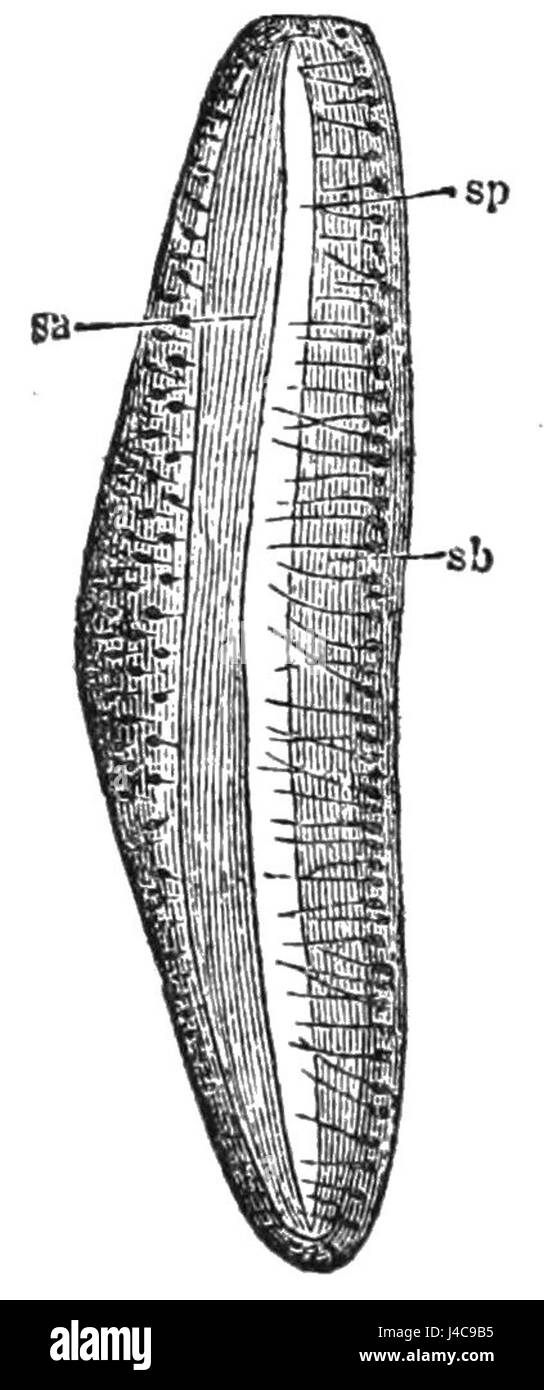 Il PSM V39 D698 si riferisce a un articolo scientifico che descrive l'apparato tonificante delle cicale. Questo studio si concentra sull'anatomia e la meccanica dietro la produzione sonora della cicada, contribuendo alla ricerca entomologica. Foto Stock