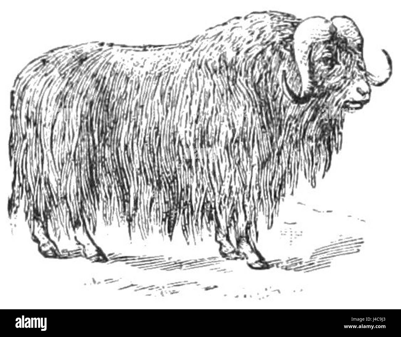 PSM V40 D382 Musk ox Foto Stock