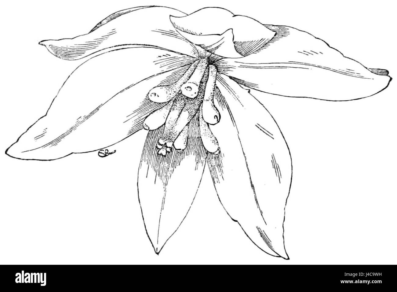 Questa immagine mostra una descrizione dettagliata del fiore della yucca aloifolia, nota anche come baionetta spagnola, una pianta originaria del sud-est degli Stati Uniti e popolare per il suo uso ornamentale. Foto Stock