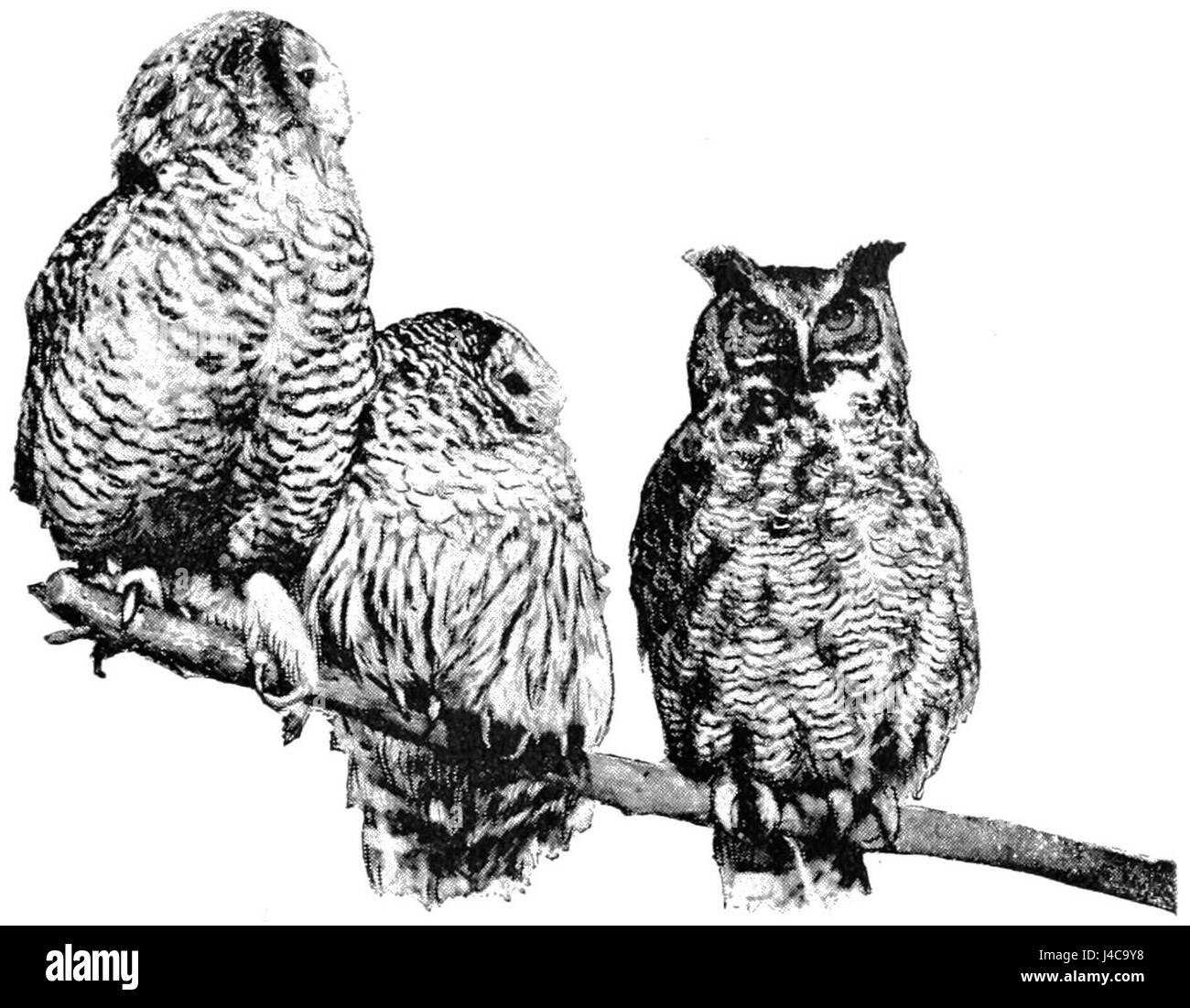 Questa illustrazione tratta dal Popular Science Monthly (PSM), volume 41, raffigura Snowdon Mountain insieme a gufi gonfi e grandi corna. Mostra la fauna selvatica della regione di Snowdon nel Galles del Nord, concentrandosi su queste iconiche specie di uccelli. Foto Stock