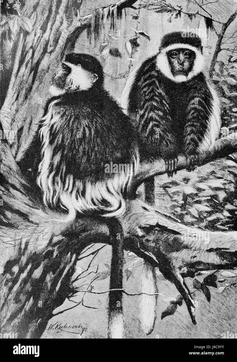 PSM V41 D408 Guereza scimmie Foto Stock