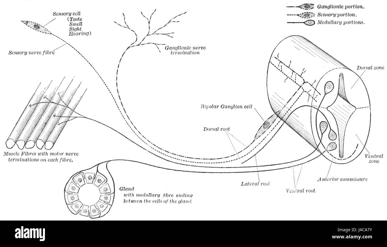 Un diagramma che illustra l'origine e la terminazione delle fibre nervose, concentrandosi sulla struttura e la funzione del sistema nervoso negli studi biologici. Foto Stock