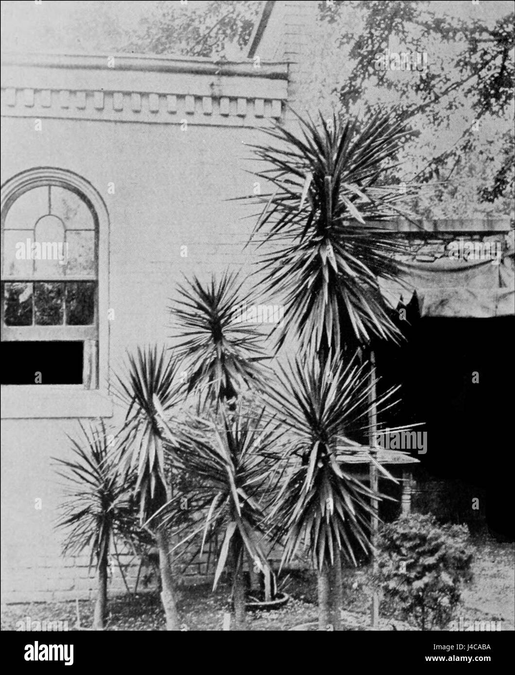 Yucca aloifolia, comunemente nota come baionetta spagnola, è una specie di yucca originaria degli Stati Uniti sud-orientali. Questa pianta è riconosciuta per le sue foglie a forma di spada e gli alti gambi di fiori, ed è spesso utilizzata nel paesaggio e come pianta ornamentale. Foto Stock