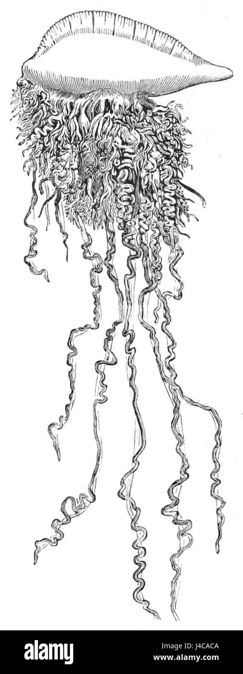 PSM V44 D079 uomo portoghese di guerra Foto Stock