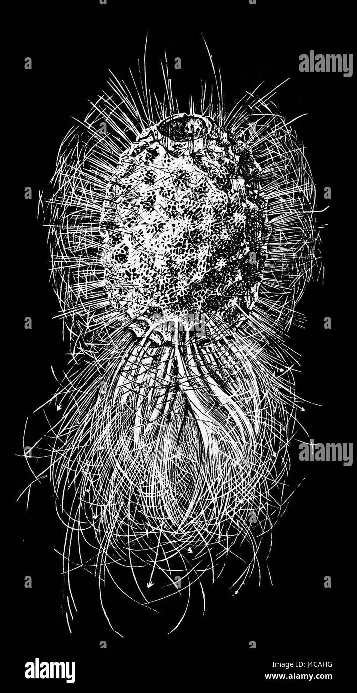 "PSM V03 D555 Rosella Velata" è una rappresentazione del pappagallo Rosella, che mostra il suo piumaggio vibrante e le sue delicate caratteristiche. Questa immagine cattura la bellezza naturale del birdâ e i colori vivaci, caratteristici della specie. Il pappagallo Rosella è originario dell'Australia ed è conosciuto per le sue piume rosse, blu e gialle. Foto Stock