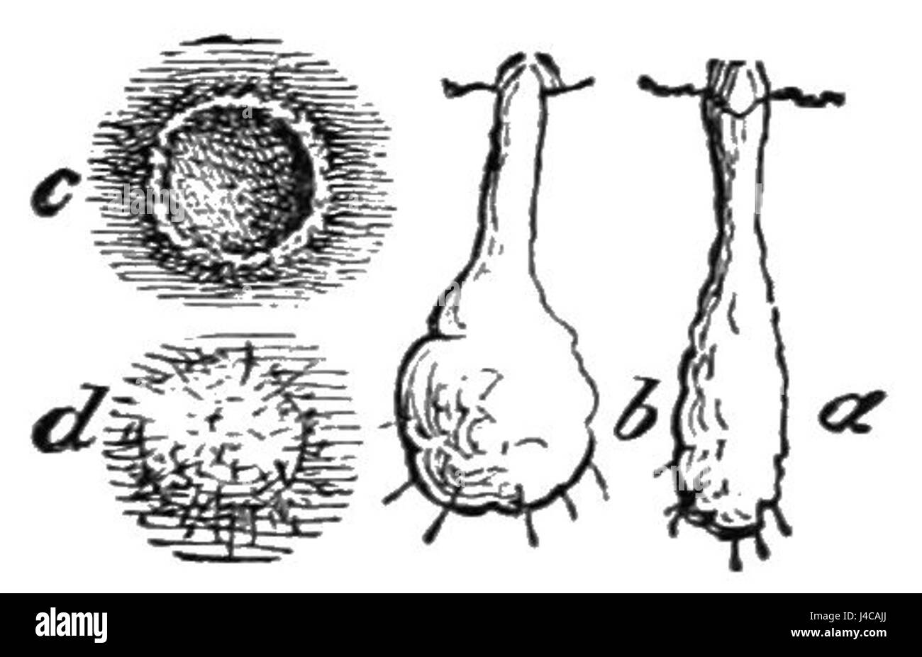 PSM V05 D015 galli allungato Foto Stock