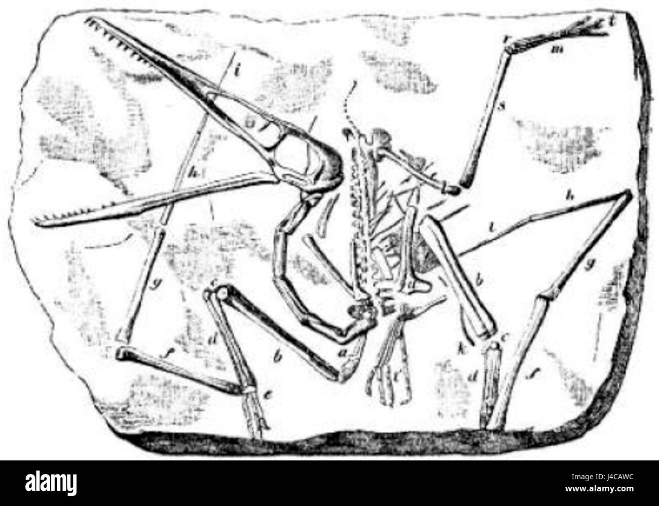 Pterodactylus antiquus 1888 Lydekker R Foto Stock