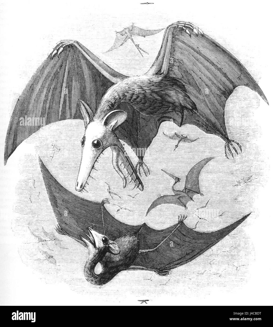 Una ricostruzione dello Pterodattilo, un rettile volante preistorico, sulla base dei risultati dello studio di Newman del 1843. I resti fossili hanno fornito informazioni cruciali sull’anatomia e sul comportamento della specie. Foto Stock