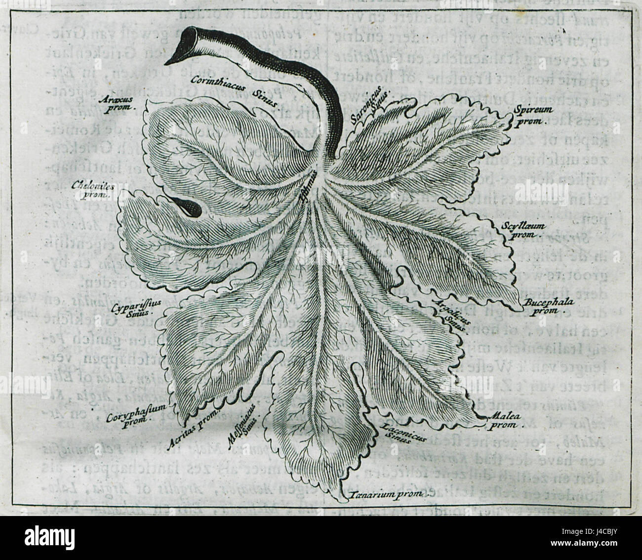 Questa mappa del 1688 di Olfert Dapper rappresenta la regione del Peloponneso della Grecia, modellata per assomigliare a una foglia. Le caratteristiche geografiche chiave, come golfi e cappi, sono marcate, riflettendo le pratiche cartografiche della fine del XVII secolo. Foto Stock
