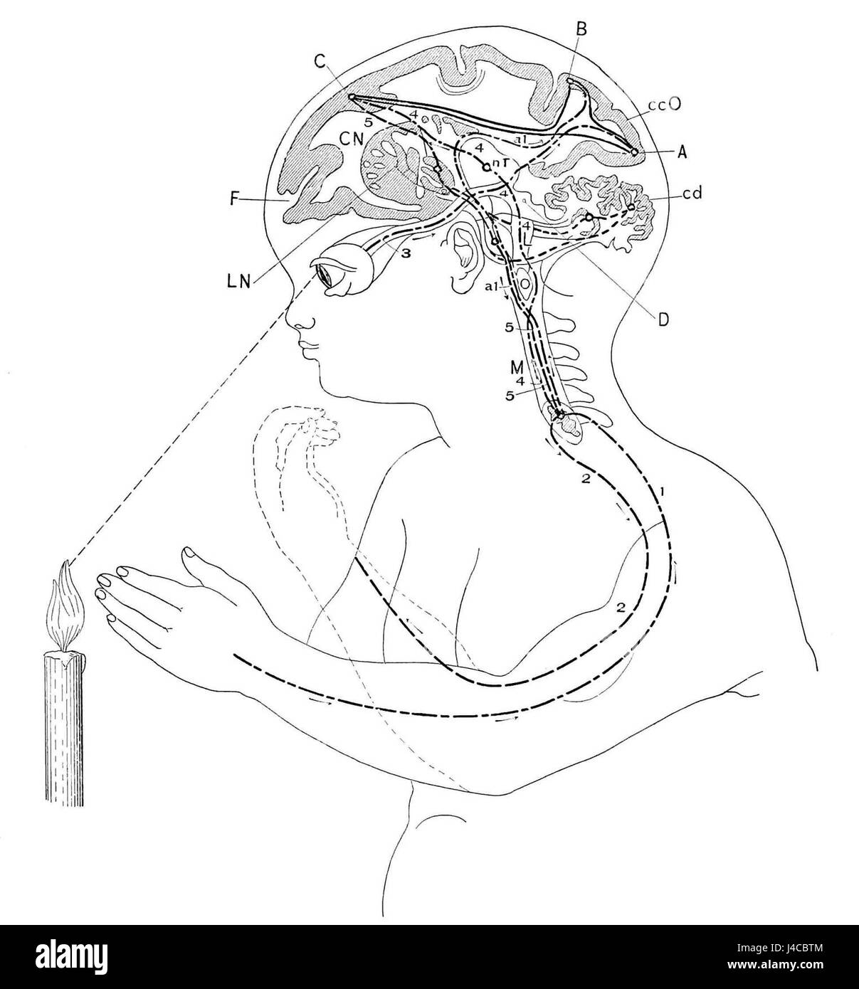 PSM V46 D175 Corso degli impulsi tra il cervello e il corpo Foto Stock