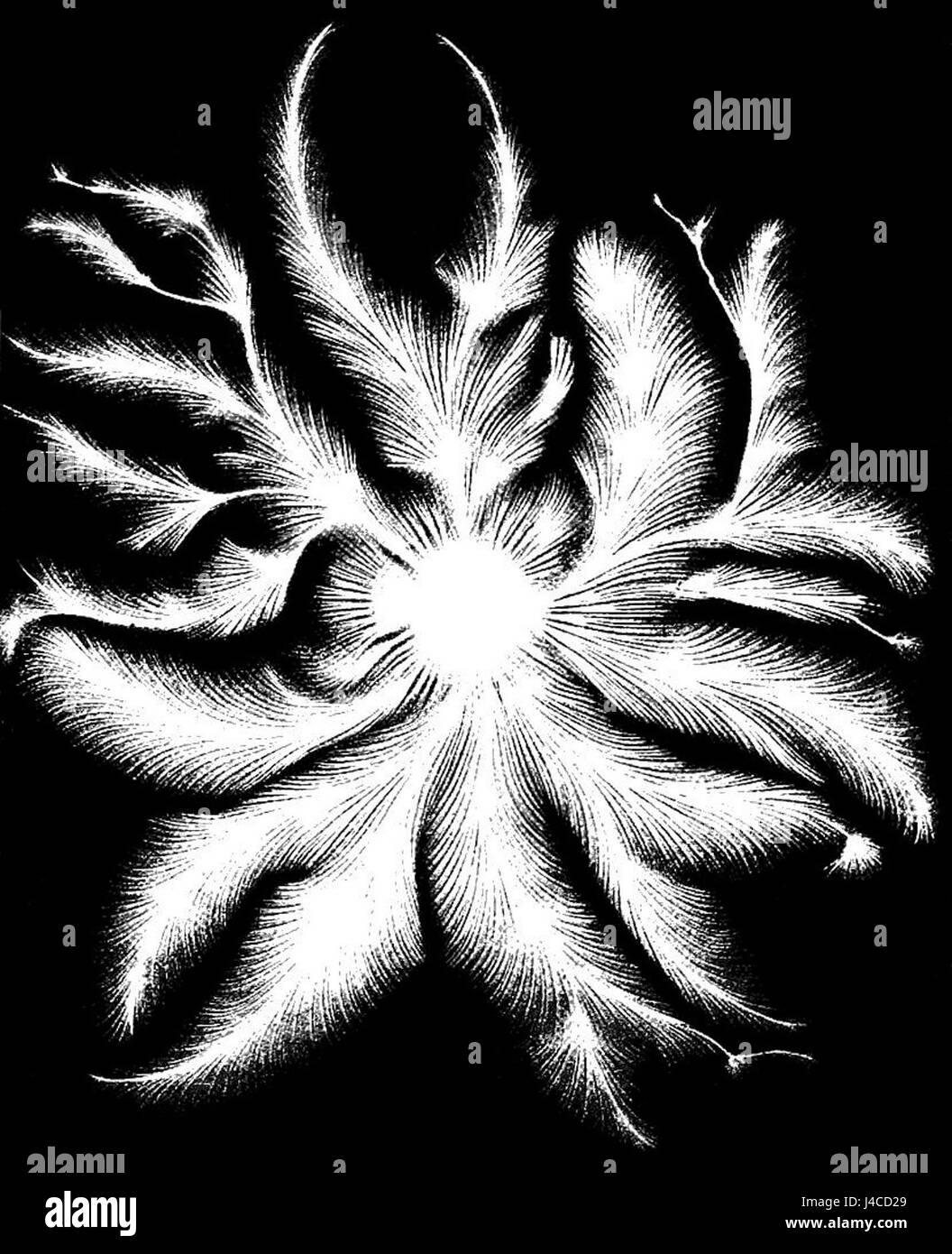 PSM V49 D323 una scarica negativa Foto Stock