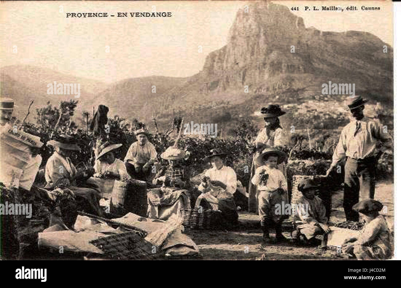 Provence Vendanges si riferisce alla vendemmia della regione della Provenza in Francia, nota per i suoi vigneti e la produzione di vino. La stagione della vendemmia è un importante evento culturale, che celebra la raccolta delle uve per la vinificazione, una tradizione della regione. Foto Stock