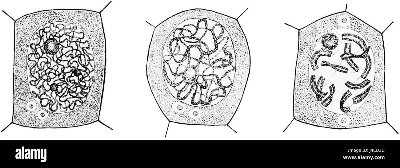 Questa immagine di *Popular Science Monthly* (Vol. 49, D632) mostra le cellule vegetali in varie fasi di divisione, fornendo uno sguardo scientifico ai processi cellulari. Queste fasi sono fondamentali per comprendere la crescita e la riproduzione delle piante. Foto Stock