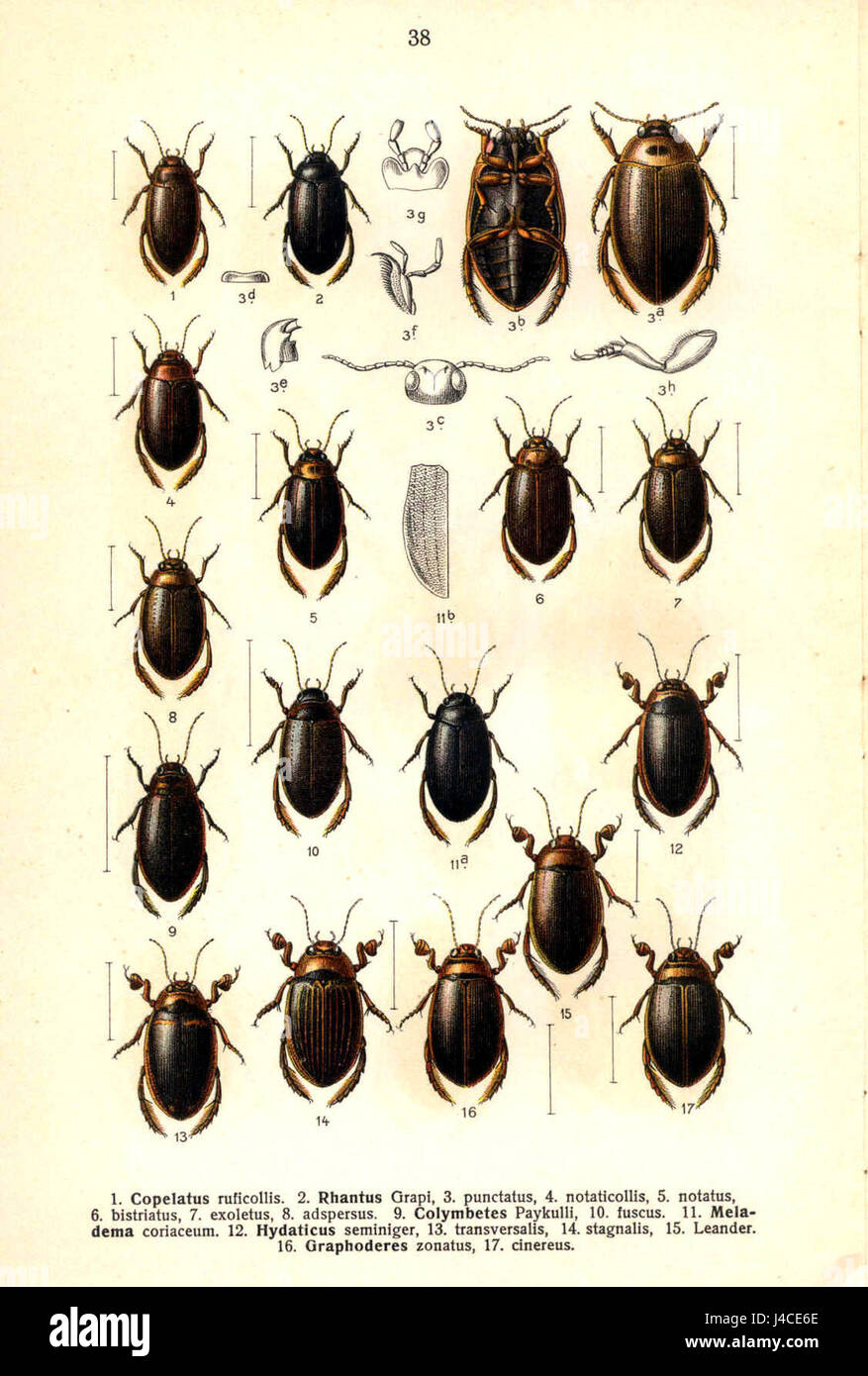 Il lavoro di Reitter, 'Rhanthus u. a', si riferisce probabilmente a uno studio scientifico o classificazione che coinvolge specie di Rhanthus, un genere di coleotteri. Ciò può riguardare l'entomologia e la classificazione degli insetti nelle scienze naturali. Foto Stock