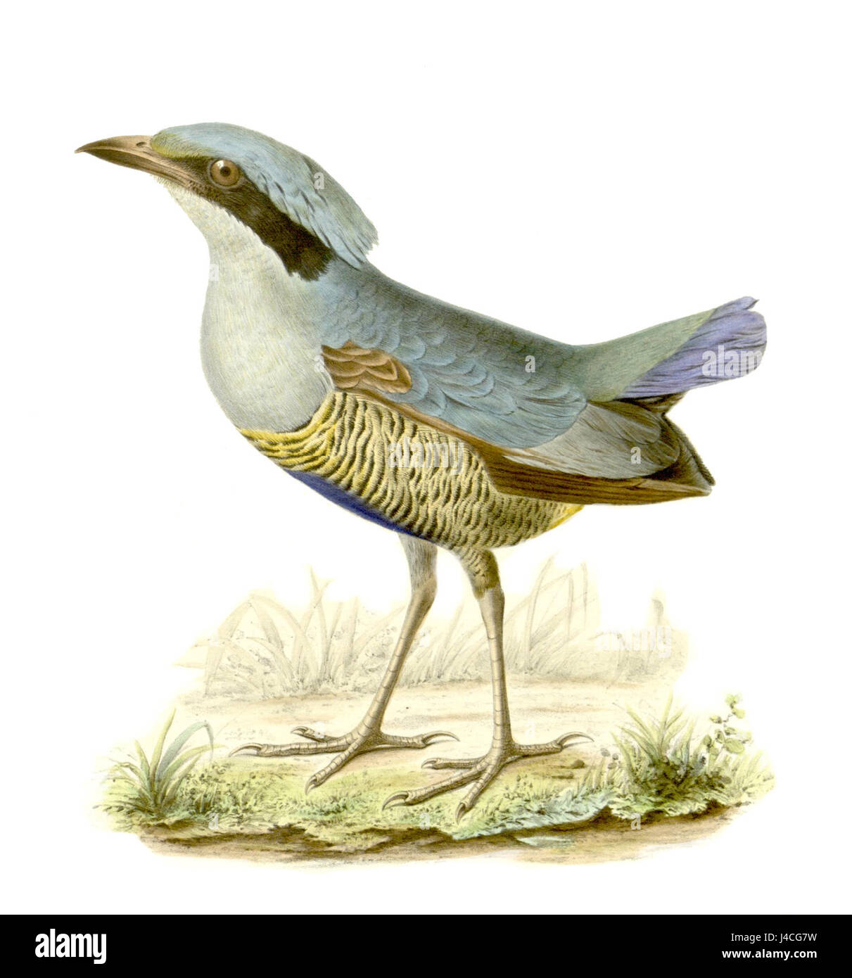 Pitta elliotii Foto Stock