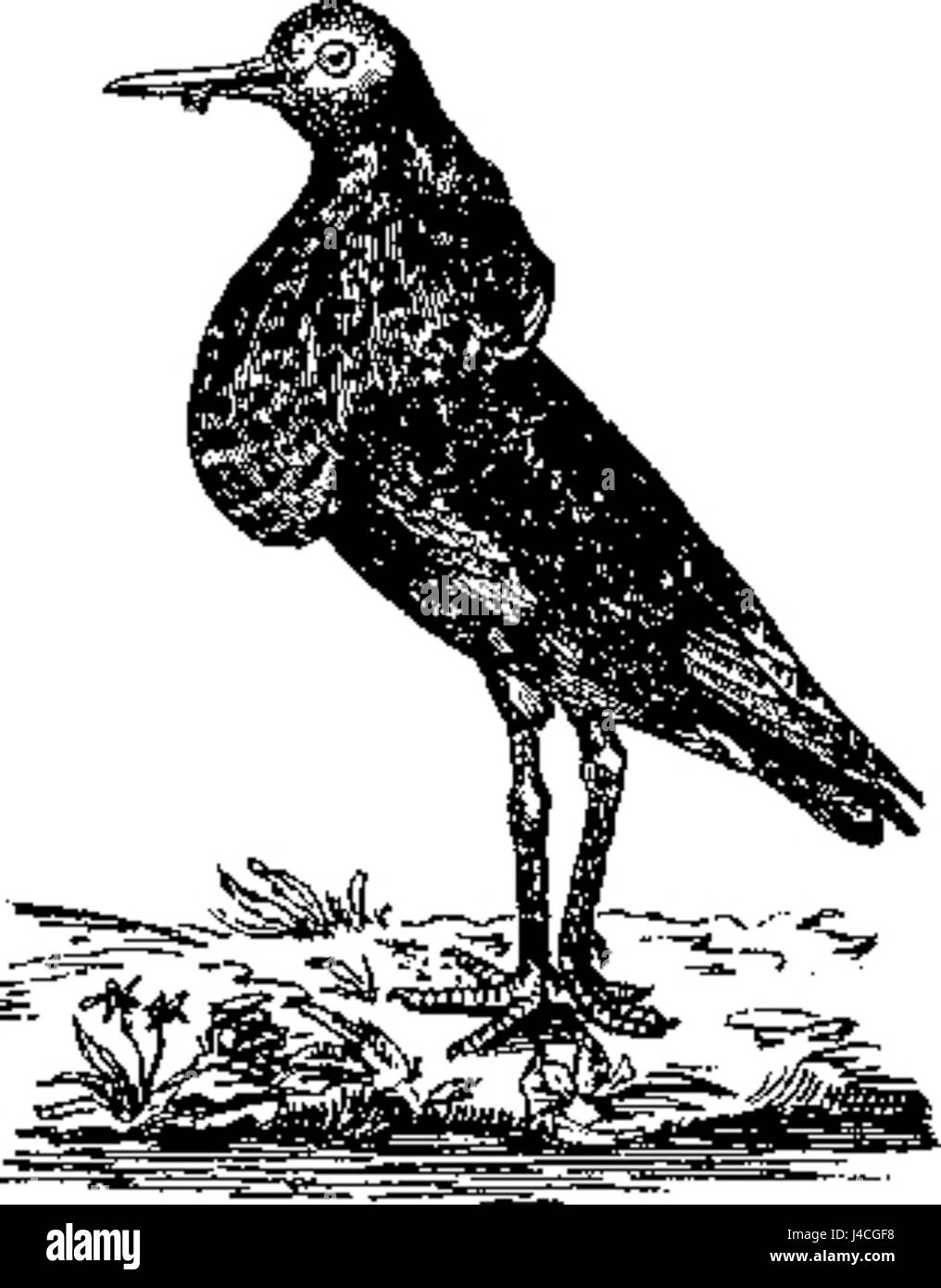 "Philomachus pugnax" è il nome scientifico del Ruff, una specie di uccelli migratori nota per il suo diverso piumaggio riproduttore. Aksakov può riferirsi a uno studio o a un lavoro che descrive in dettaglio il comportamento e l'habitat dell'uccello. Foto Stock