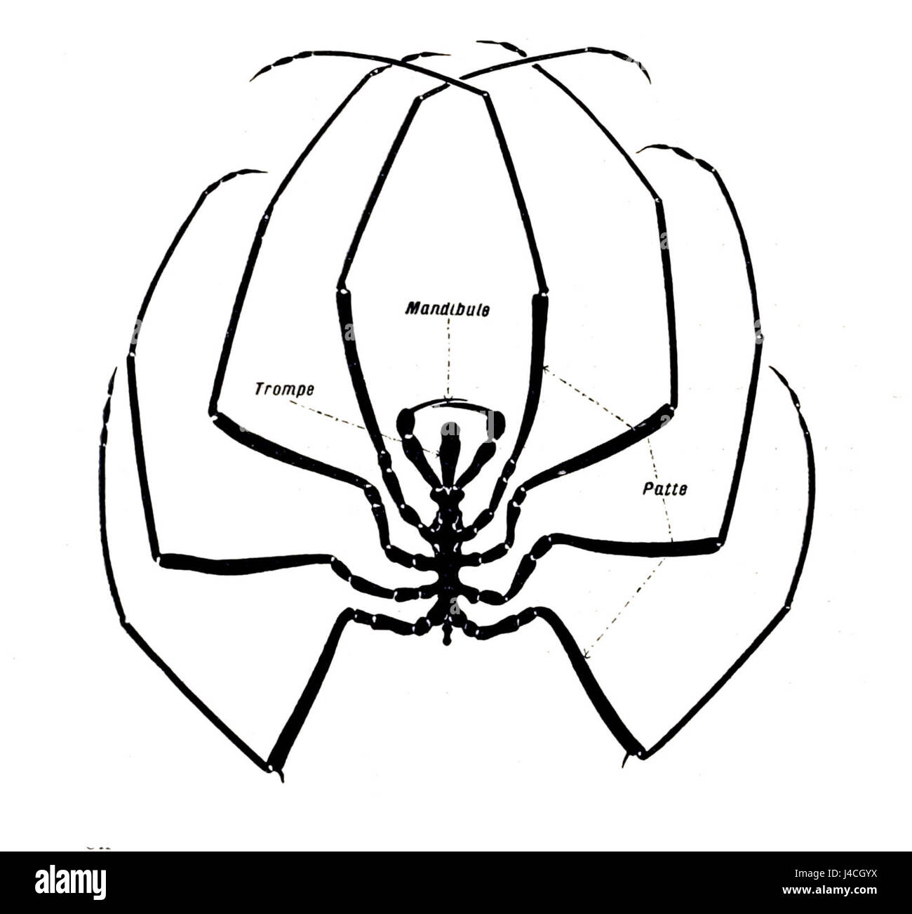 L'anatomia di Pycgnogonide si riferisce allo studio dell'anatomia dei picnogonidi, comunemente noti come ragni marini. Questi artropodi, trovati in ambienti marini, mostrano una struttura corporea unica, e lo studio della loro anatomia è importante per comprendere la loro biologia evolutiva e il loro ruolo ecologico. Foto Stock