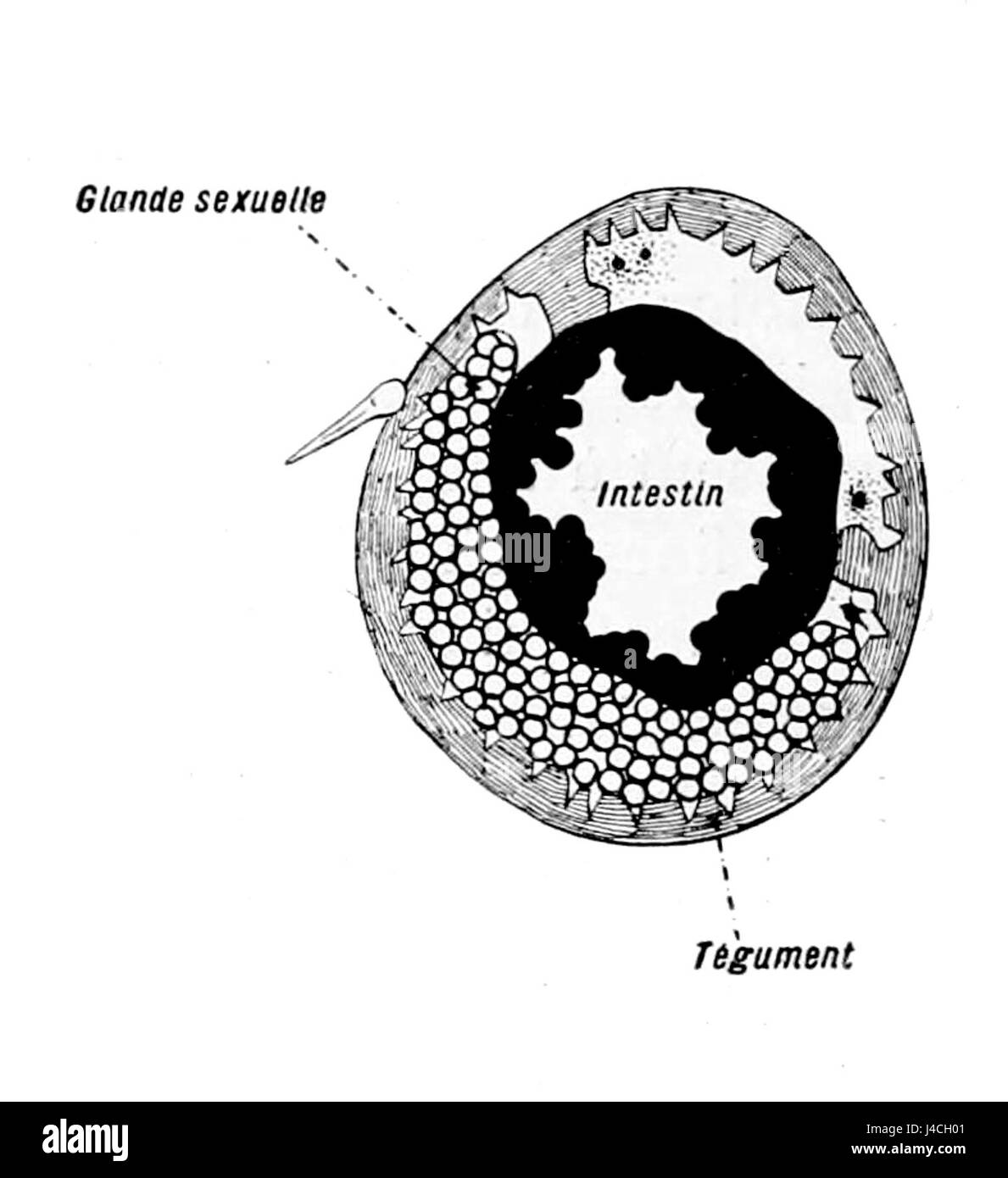 I Pycnogonida, comunemente noti come ragni marini, sono artropodi marini. Questo studio si concentra sulla loro anatomia unica, evidenziando caratteristiche chiave come i loro corpi allungati e le numerose gambe, che differiscono da quelle della maggior parte degli aracnidi. Foto Stock