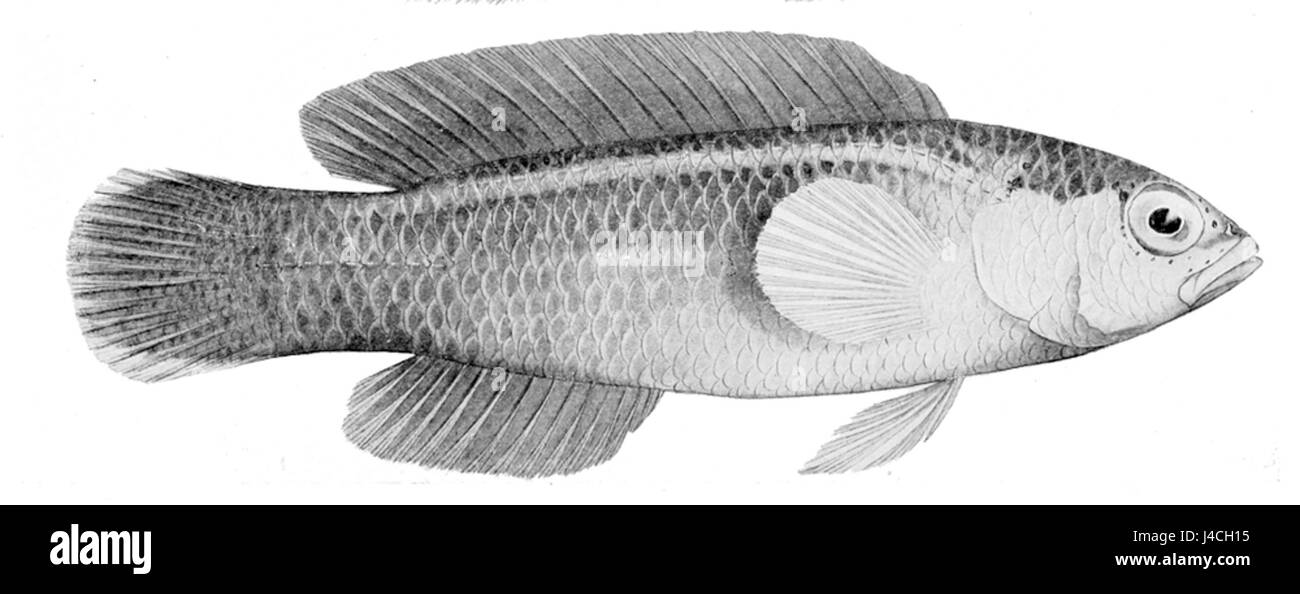 Pseudochromis tapeinosoma maschio Foto Stock