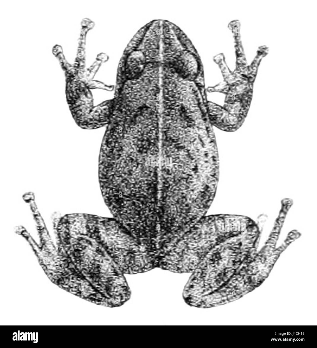 Pristimantis unistrigatus è una specie di rana diffusa in Sud America, in particolare in Ecuador. È noto per la sua colorazione distintiva e le preferenze di habitat. Foto Stock