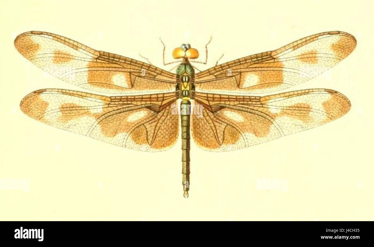 Un riferimento scientifico alla specie Rhyothemis regia, comunemente nota come il re skimmer, una grande libellula trovata in Asia tropicale e in Australia. Foto Stock