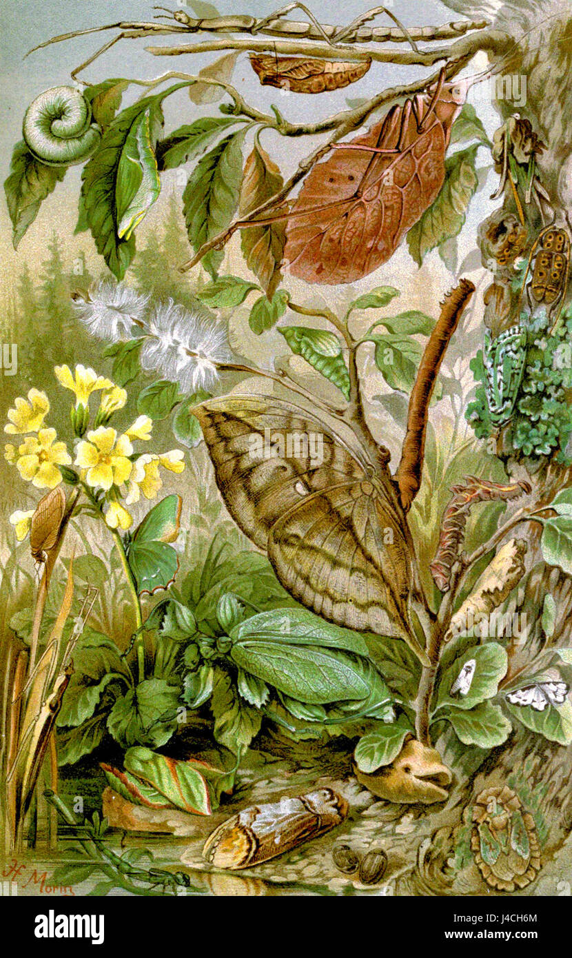 Pterygota si riferisce a una sottoclasse di insetti all'interno della classe Insecta, caratterizzata dalla presenza di ali. Questo gruppo comprende molte specie che sono cruciali per gli ecosistemi e le attività umane, come l'impollinazione e il controllo dei parassiti. Foto Stock