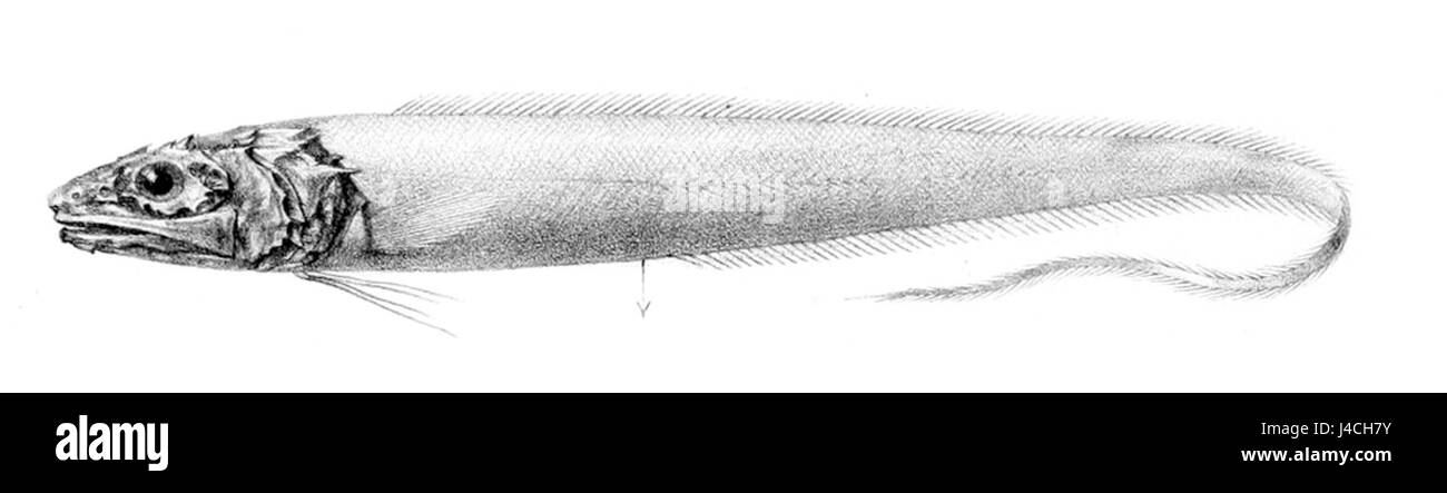 Il Porogadus nudus è una specie di pesci che si trova in specifici ecosistemi marini, nota per le sue caratteristiche e il suo ruolo nella biodiversità marina. Foto Stock
