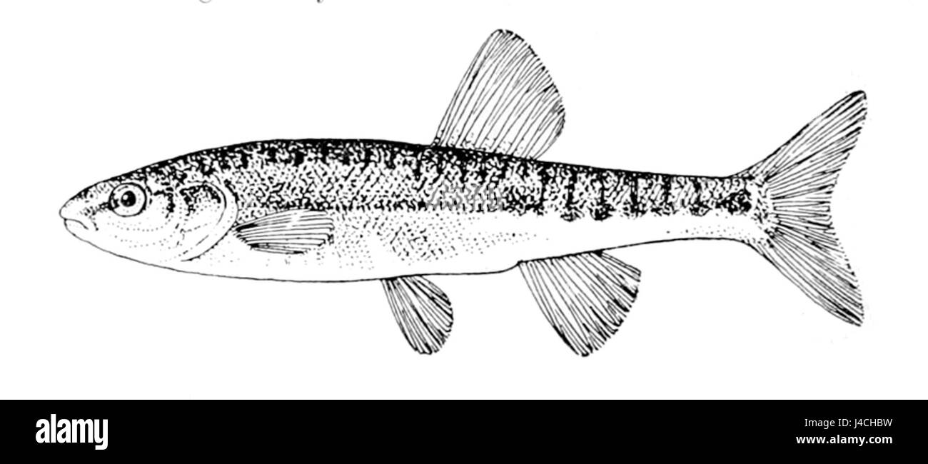 Phoxinus phoxinus, comunemente noto come minnow europeo, è una piccola specie di pesci d'acqua dolce che si trova in fiumi, laghi e torrenti in tutta Europa e in alcune parti dell'Asia. Prospera in acque pulite e fresche ed è spesso utilizzata come esca nella pesca. La specie è nota per il suo corpo sottile e svolge un ruolo negli ecosistemi acquatici, fungendo da fonte di cibo per pesci e uccelli più grandi. Phoxinus phoxinus è una parte fondamentale della biodiversità di acqua dolce nelle sue regioni native. Foto Stock