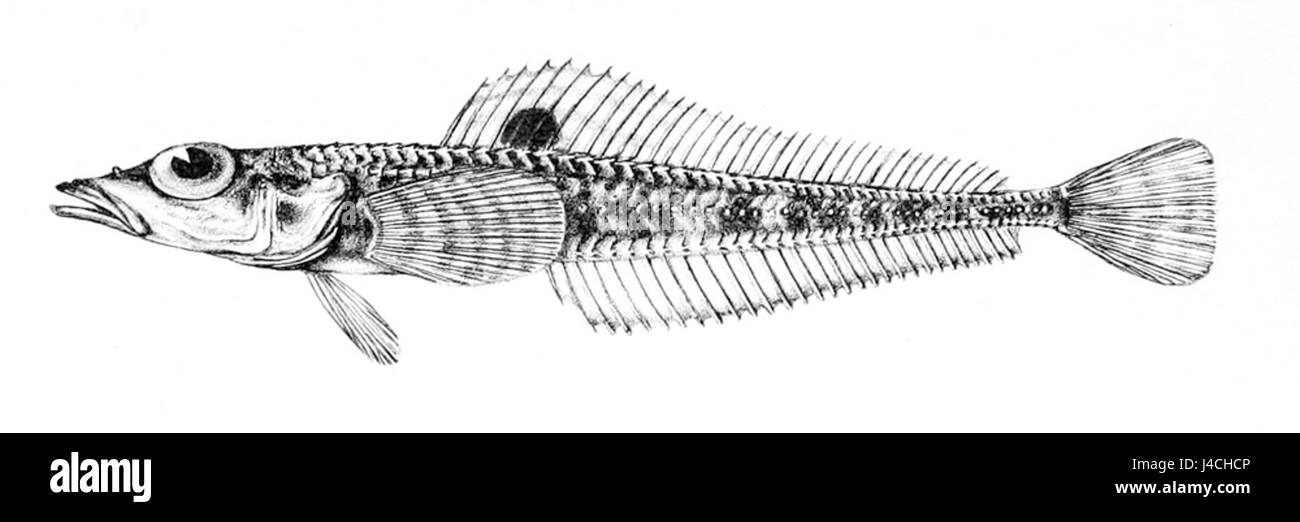 Prionodraco evansii Foto Stock