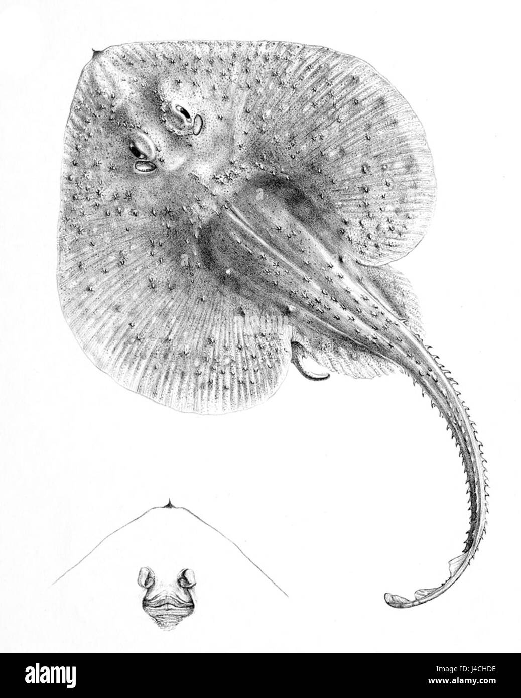 Psammobatis rutrum è una specie di razze marine che si trova nelle acque costiere della regione indo-pacifica. È noto per il suo corpo piatto e la sua colorazione distintiva, che lo rende identificabile negli studi marini. Foto Stock