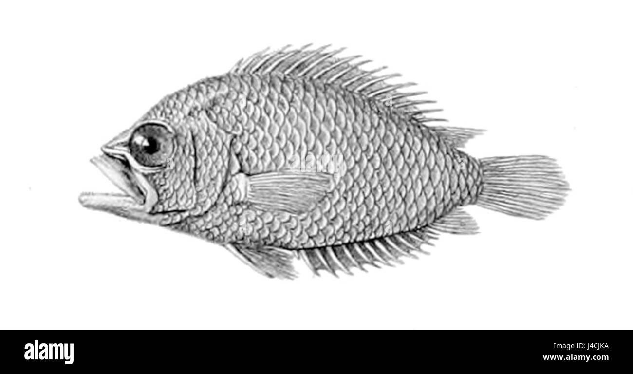 Polycentrus schomburgkii1 Foto Stock