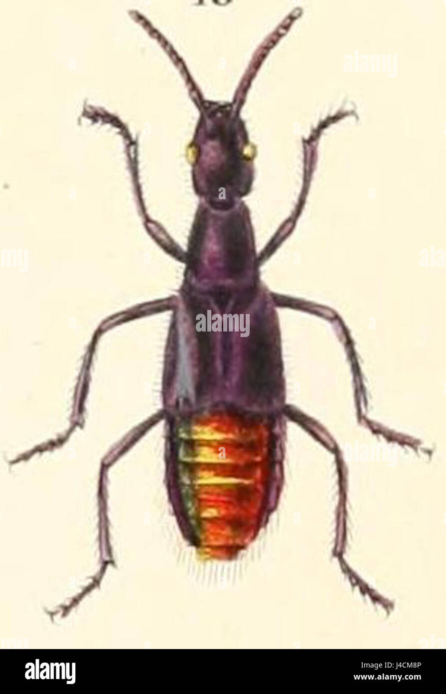 Plochionocerus splendens è una specie di coleottero della famiglia dei Cerambycidae, nota per la sua colorazione brillante e le caratteristiche distintive del corpo. Si trova comunemente in ambienti tropicali. Foto Stock