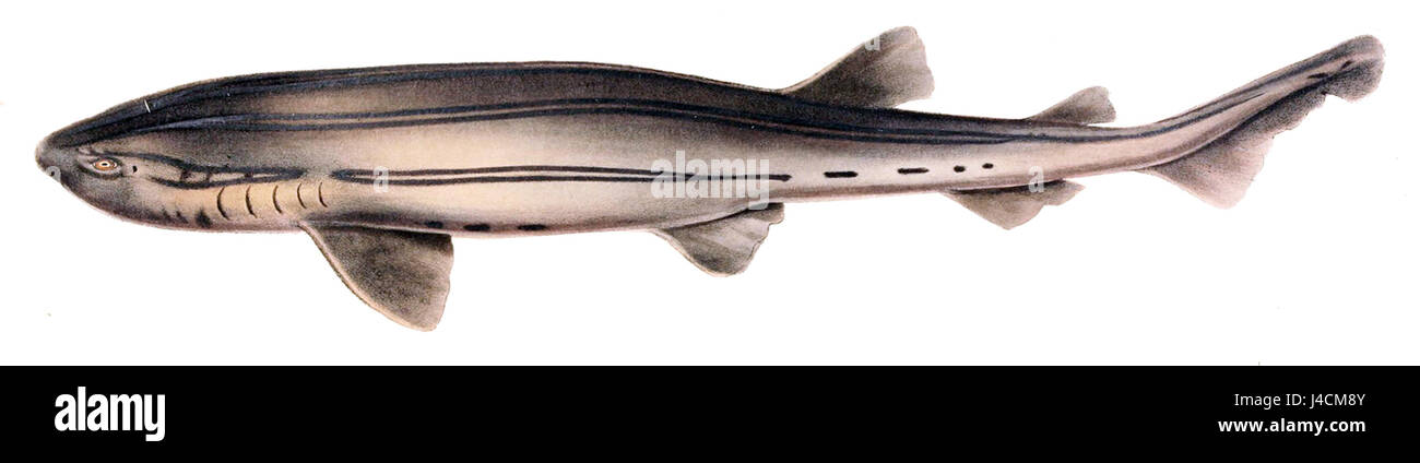 Illustrazione di Poroderma africanum, una specie di pesci con pinne razze, risalente al 1838. Foto Stock
