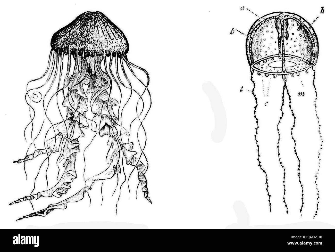 "PSM V16 D661" presenta la Medusa e la campanularida, due organismi marini significativi, evidenziandone le caratteristiche biologiche e il ruolo ecologico. Foto Stock