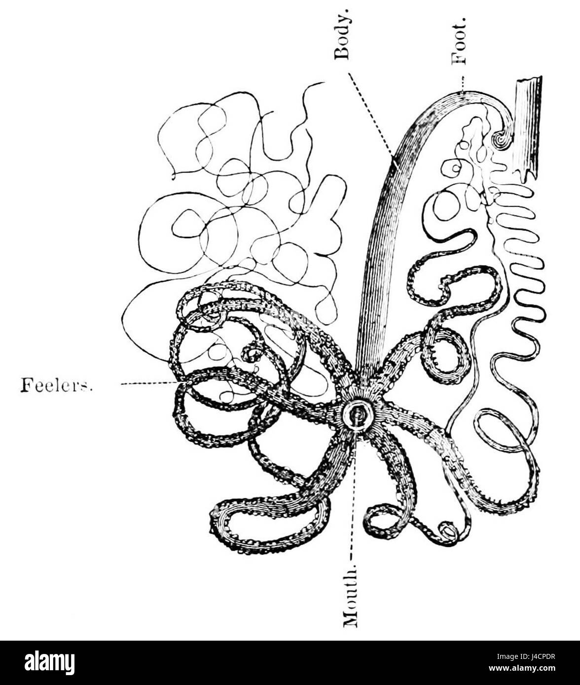 PSM V06 D365 Hydra pesca di cibo Foto Stock